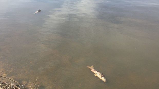 Smelly dead carp on the lake edge on November 19