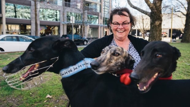 Debbie Collier, secretary of the Canberra Greyhound Racing Club, with three greyhounds, Sadie, Jackson and Liz.