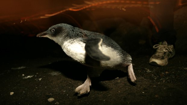 A penguin at the end of St Kilda pier.