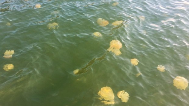Jellyfish can be thick in the water near Nelligen.
