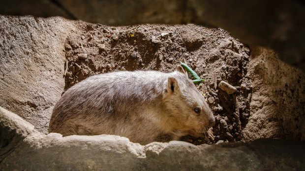 The wombat is also one of the longest-serving residents at the zoo.