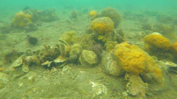 A remnant shellfish reef.