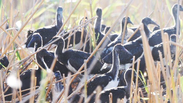 An Ibis colony with thousands of infant birds in the Macquarie Marshes .