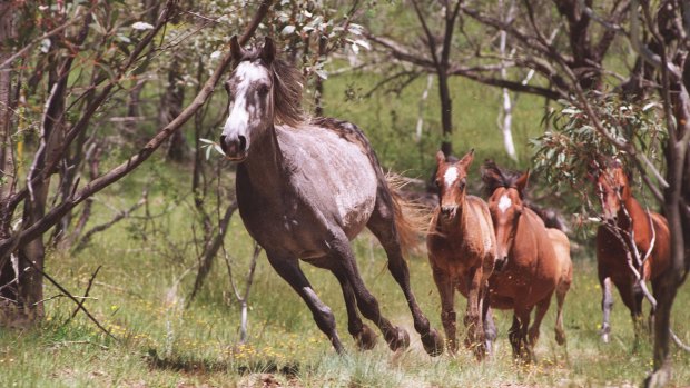 The Queensland government will consider culling wild horses in the state's north after two road fatalities involving brumbies in as many months.
