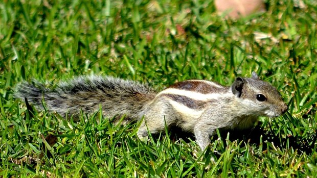 Keep an eye out for the northern palm squirrel - a feral pest. 