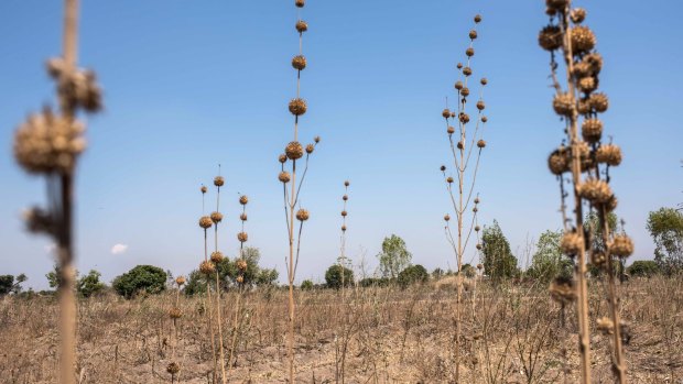 Failed corn crop in Malawi in 2016: drought and heatwaves left some 60 million people in southern Africa dependent on food aid.