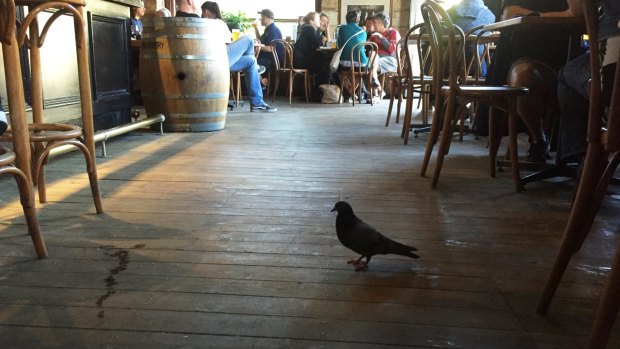 The Food Standards Code requires food businesses to take "all practicable measures" to prevent pigeons from entering premises.