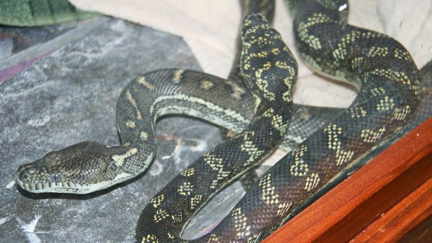 Two pythons recently found in the bush around Canberra over the last two years.