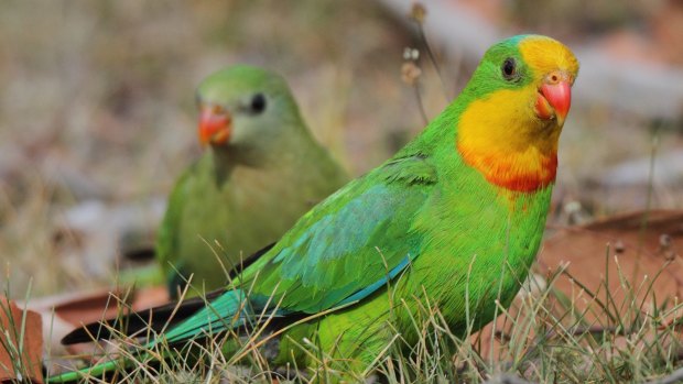The superb parrot, listed as a vulnerable species.