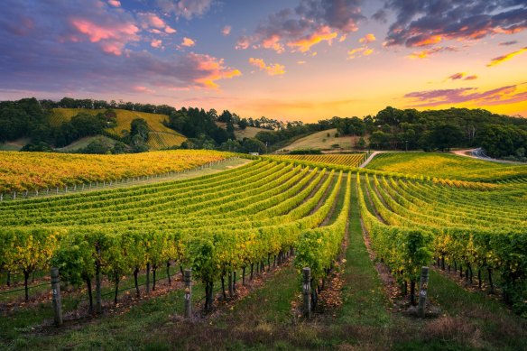 The vineyard altitudes range from about 300 to 550 metres in the Adelaide Hills.