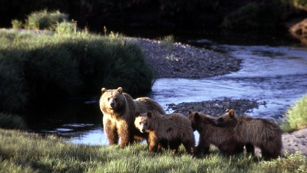 Bear shows claws: A Russian geopolitics analyst says Yellowstone National Park would be a good target for nuclear attack. 