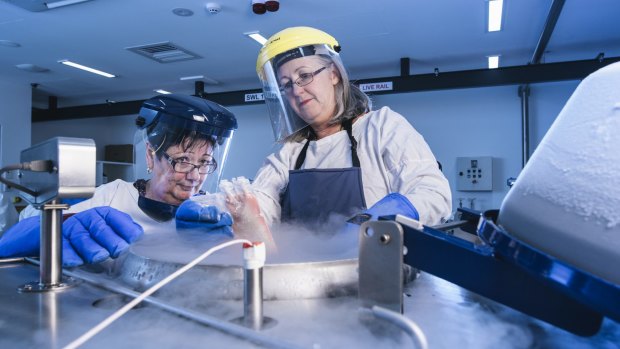Chief haematology scientist Karrie Andriolo and senior bone marrow scientist Jennifer Stapleton take a stem cell collection from the cryogenic tank. 
