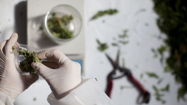 Criminal history checks should not be part of approvals for medical marijuana in Queensland, a committee says.