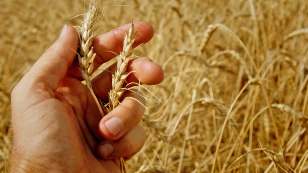 NAB is predicting a national wheat crop of 23.3 million tonnes.