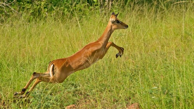 Impala at the Sanctuary Chichele Presidential Lodge.