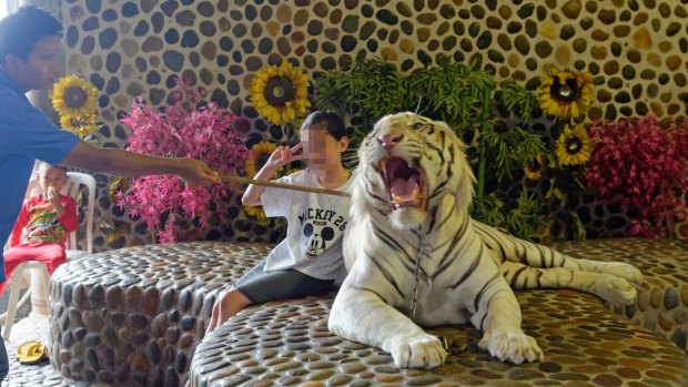 A tourist poses for a photo with a tiger that is kept in check by a handler's stick, at the Tiger Temple.