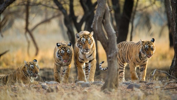 Tiger family a stroll one early morning at Ranthambhore National Park, Rajasthan, India.