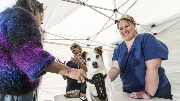 Jo Lawrence's dog, Rooly, is in the caring hands of vet Lucy White and nurse Leesa Flitton (right) at the Pets in the Park clinic. 