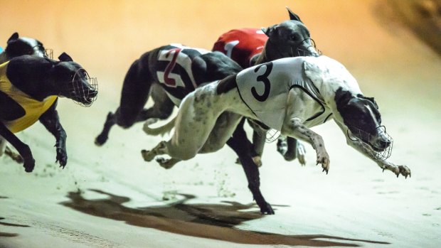 The Canberra Greyhound Racing Club may move to NSW as short-term solution to the ACT's ban. 