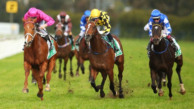 In the pink: Rory Hutchings (in the Ingham cerise colours) rides Japonisme to victory in the Bob Ingham Handicap at Rosehill.