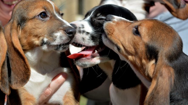 Seven week-old puppies born by in-vitro fertilisation at the Baker Institute for Animal Health in New York.