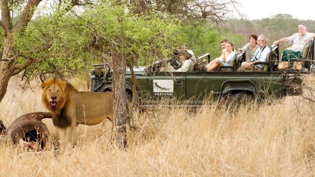 A lion with a buffalo carcass is watched by tourists on a game drive at &Beyond Ngala lodge in the Kruger Park area of South Africa.