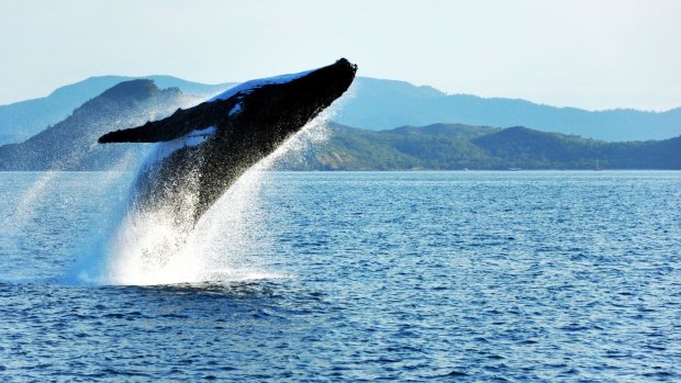 Humpback whale breaching, Whitsunday Islands.