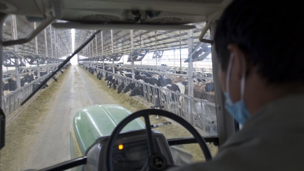 A glimpse of the future? An employee at a dairy farm in Shandong province, China