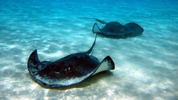 Most stingrays, common in coastal tropical waters, have one or more stingers on their tail which they use in self-defence.