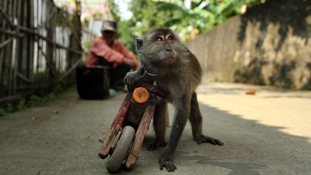 A performing monkey holds onto his wooden motorbike in the streets of Cikarang in West Java. 
