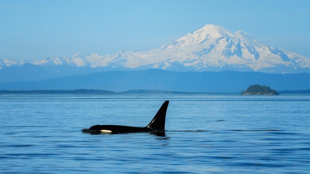 An orca spotted in Boundary Pass, between Canada's Gulf Islands and San Juan Islands in the US.