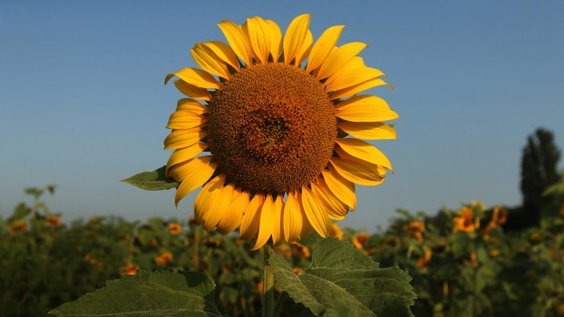 One of the sunflowers picked for seed harvest by Sydney Morning Herald chief correspondent Paul McGeough from the MH17 crash site on the outskirts of the village of Rassyypnoye in East Ukraine. It is hoped they will help the families and friends of victims. 