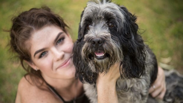 Bailey, Cocker Spaniel X Shizu, with his owner Emily Davis.