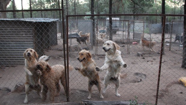 Dogs at a puppy farm in northern NSW.