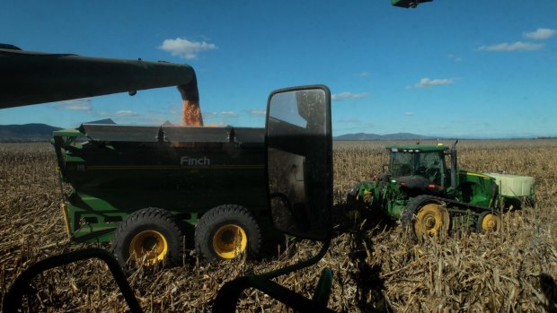 The corn harvest on the Liverpool Plains this week. 