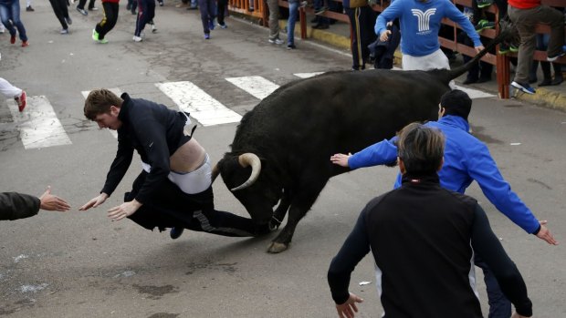 No escape: Benjamin Miller is caught by the bull.