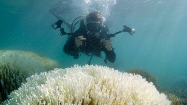 An example of white coral resulting from bleaching. 
