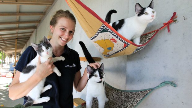 Animal behaviourist Erica Pankhurst at the Animal Welfare League with cats available for adoption.