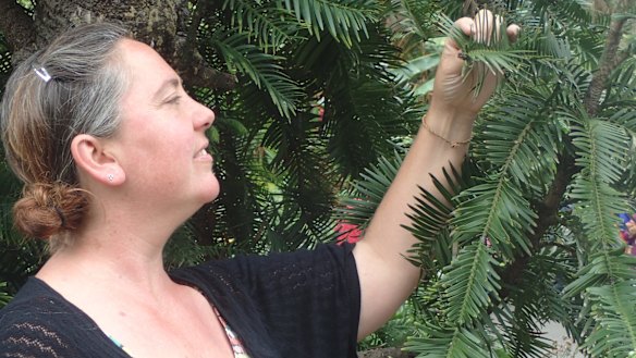 Dr Hannah McPherson, of the National Herbarium, Royal Botanic Garden, Sydney, inspecting a Wollemi pine.