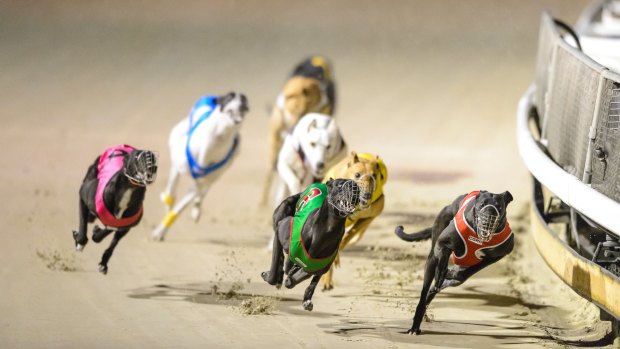 The greyhound club took the planning and land authority to court over the renewal of its lease of the racing track.