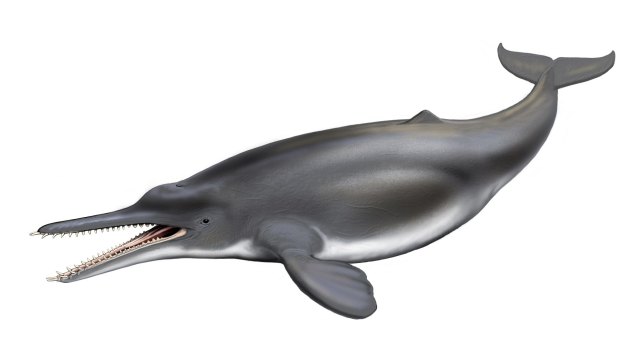 An artists' impression of the ''ANZAC dolphin''. Photo: Carl Buell