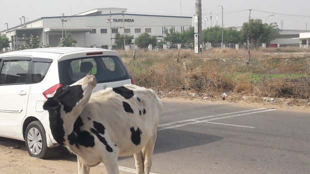 Minus the cows, the industrial estate could be anywhere in the world.