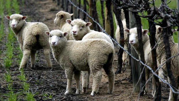 The research aims to develop better methods to detect chlamydia in sheep.