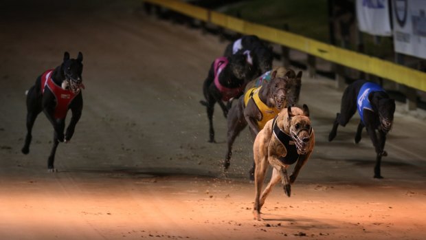 Abhorrent: Greyhound racing at The Gardens in Newcastle, where the incident is alleged to have taken place.