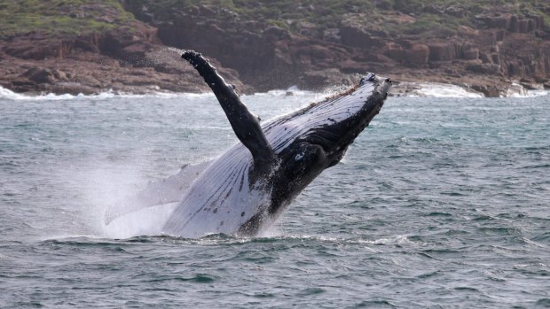A whale off Port Stephens, NSW, Australia.