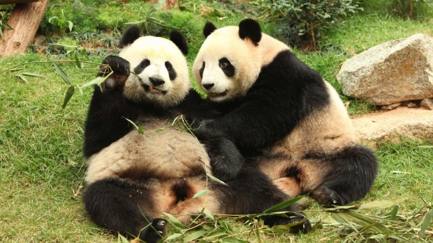 Macau Panda's Pavillion.