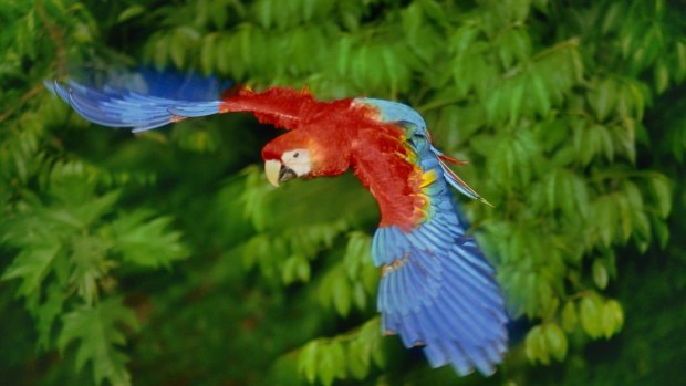 Scarlet macaw in flight.