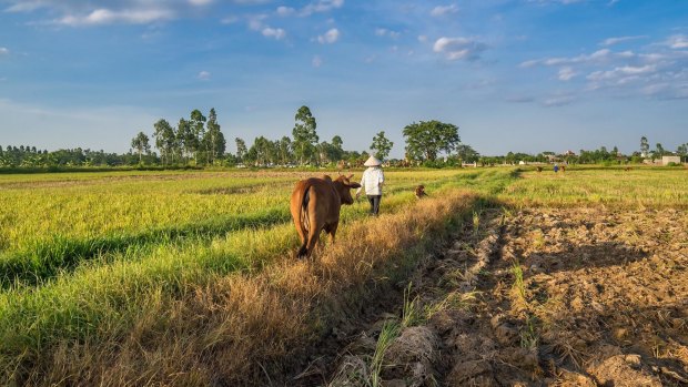 A buffalo shepherd on a rice field outside Hanoi.