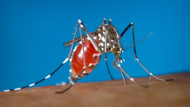 Impoverished urban environments provide ideal breeding conditions for the mosquito that carries the Zika virus.