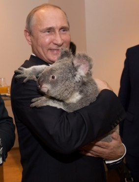 Even Russian President Vladimir Putin was charmed by a koala during the 2014 G20.
